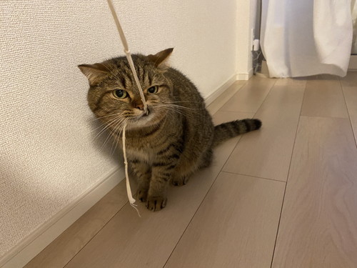 ヒモをかむ猫