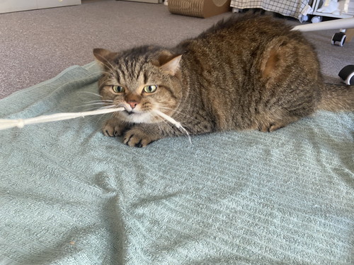綱引きする猫