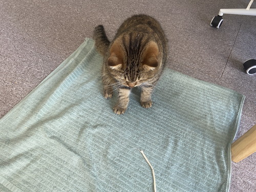 ヒモを見る猫