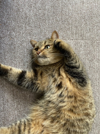 寝転がる猫
