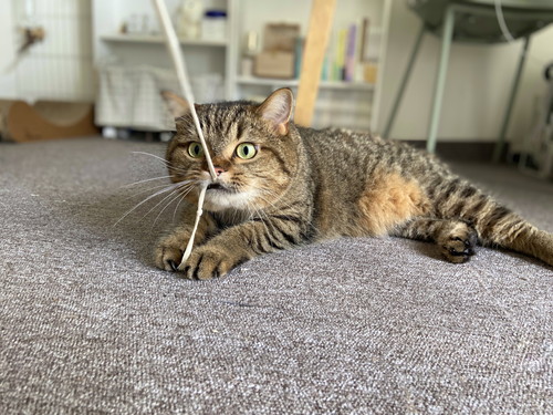 ヒモに釣られる猫