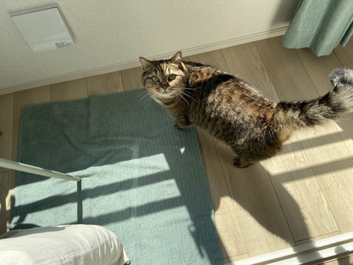日差しの下の猫