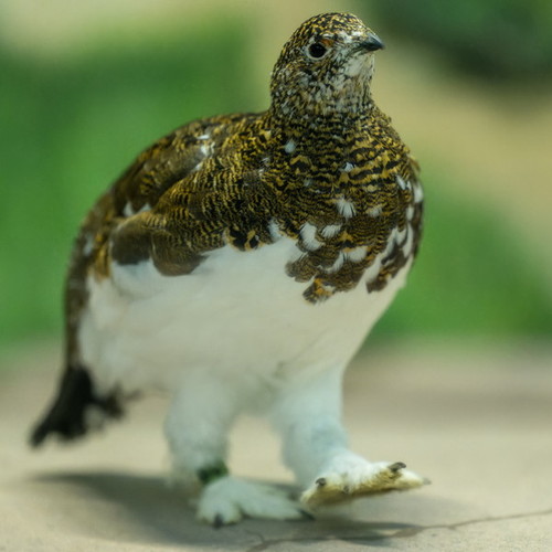 歩くライチョウ