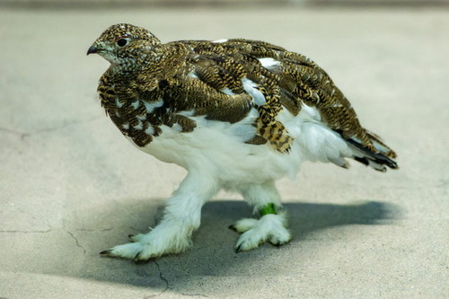 歩くライチョウ横から