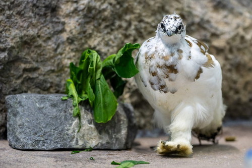 足を踏み出したライチョウ