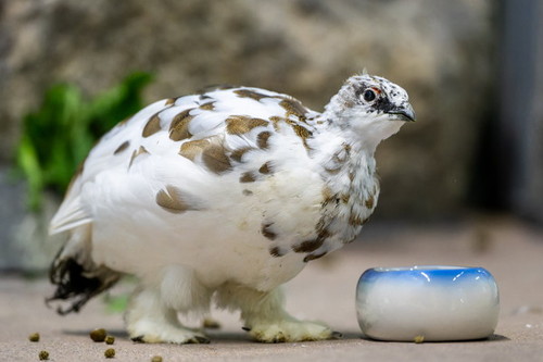 腰をかがめたライチョウ