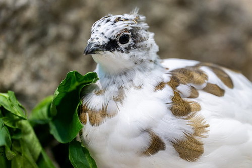 ライチョウの顔