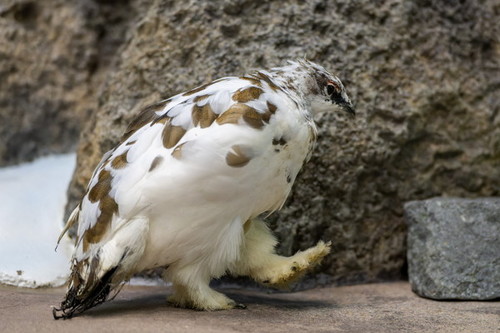 足を出しているライチョウ