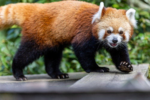 歩くレッサーパンダ