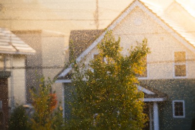 雪虫のイメージ画像