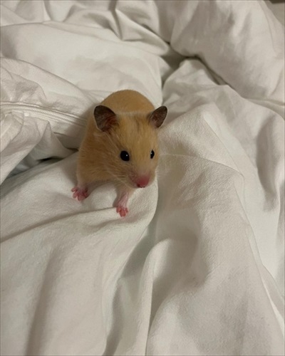 どこまで登るの