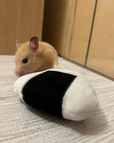 どこまで登るの