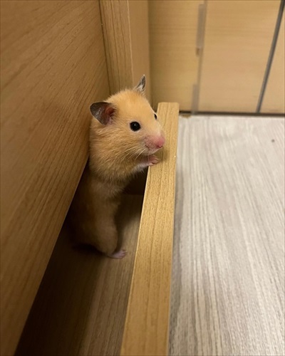 どこまで登るの