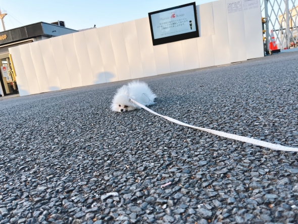 犬