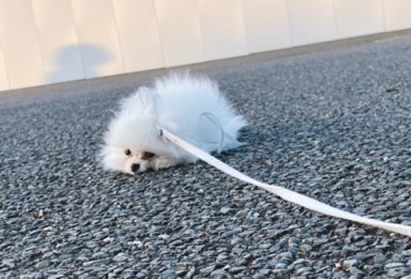 こちらを見つめる犬