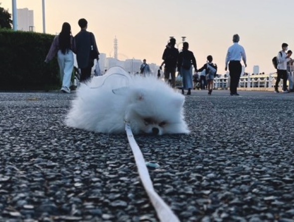 歩こうとしない犬