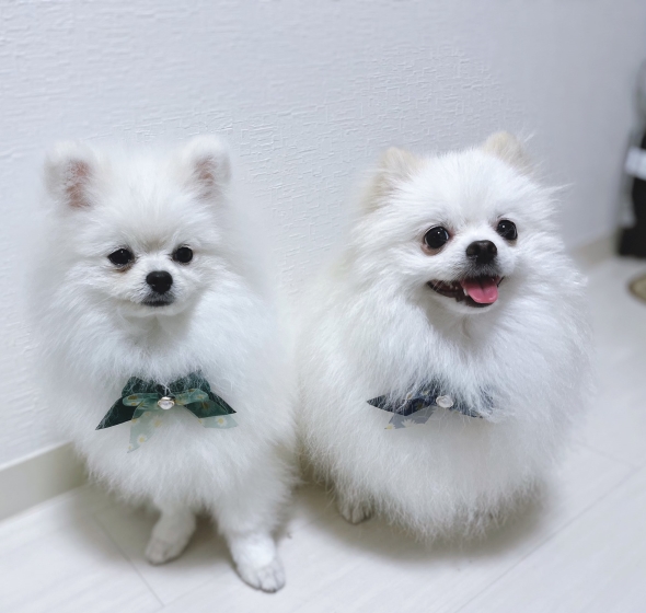 トリミングした犬