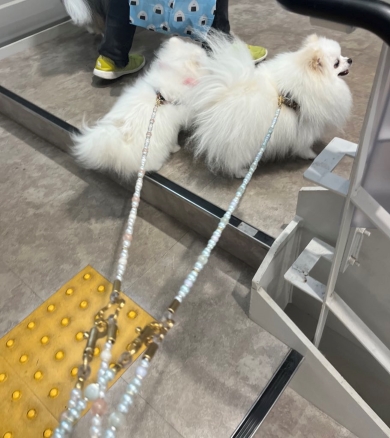 リードにつながれた犬