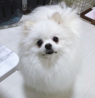 うれしそうな犬