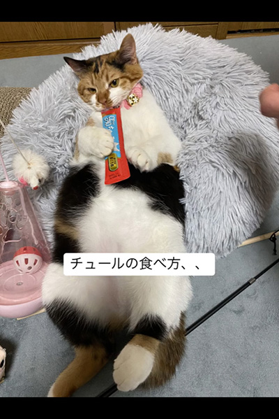 ちゅ〜るの食べ方