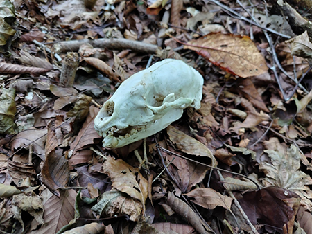 林床のアナグマの頭骨