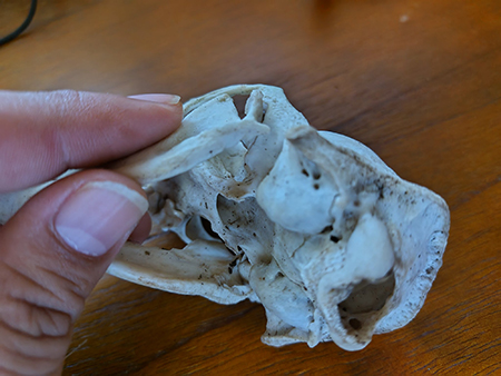 アナグマの頭骨裏側