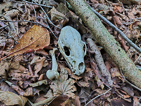 アナグマの頭骨と上腕