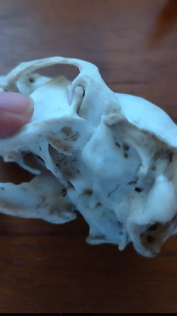 動画切り抜き頭骨裏