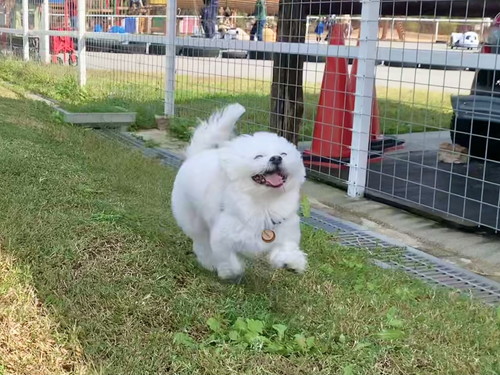 ワンコの満面の笑み