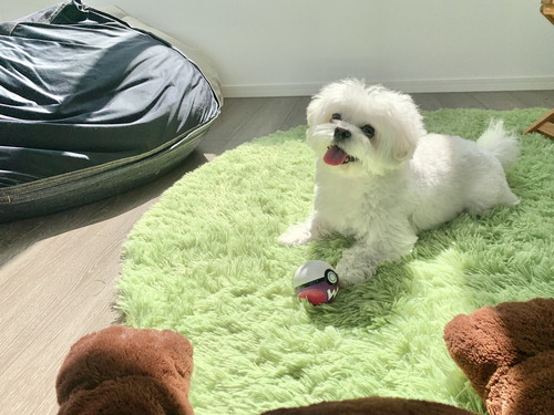 まったりする犬