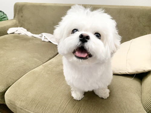 カメラ目線の犬