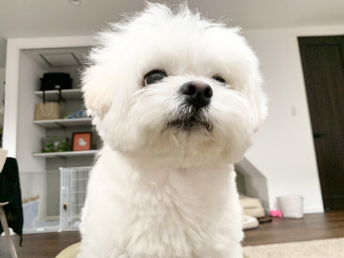 雪だるまみたいな犬