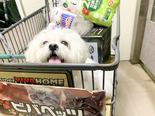 カートに乗る犬