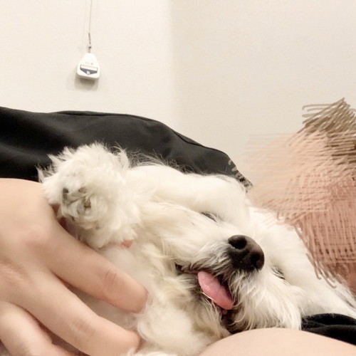 犬わしゃわしゃ