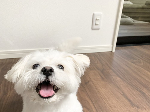 テンション上がる犬