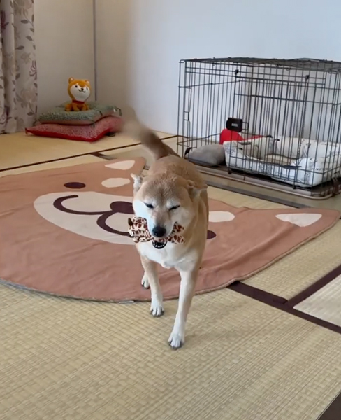 お留守番を頑張った柴犬