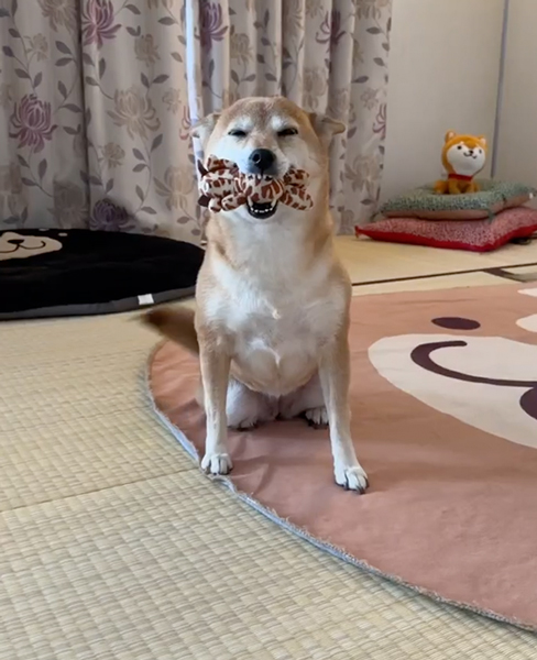 お留守番を頑張った柴犬