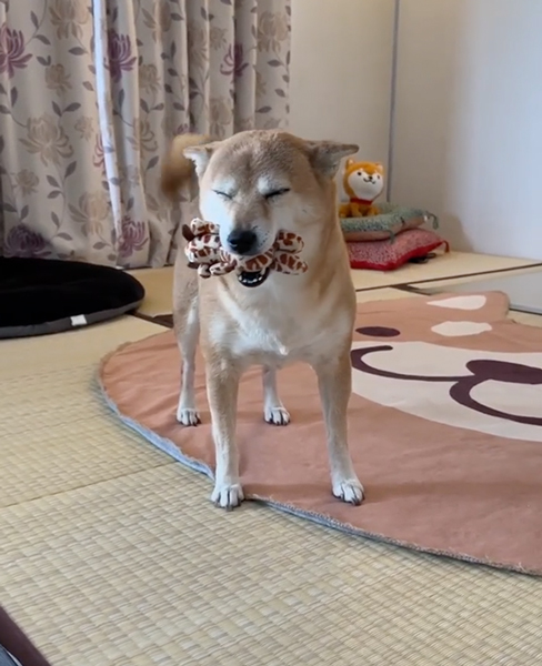 お留守番を頑張った柴犬