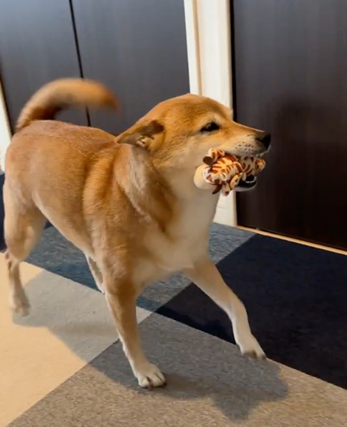 お留守番を頑張った柴犬