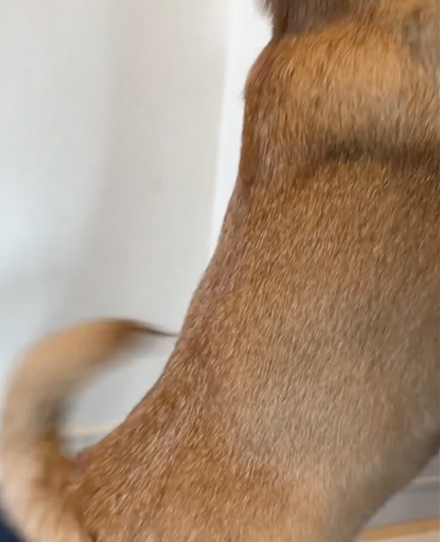 お留守番を頑張った柴犬