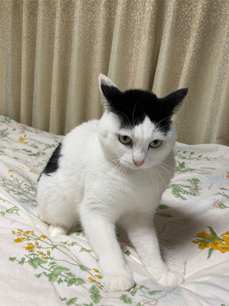 布団を洗われて怒る猫