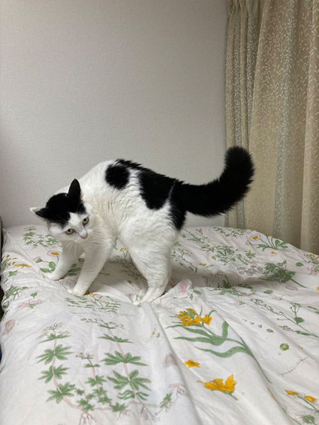 布団を洗われて怒る猫のやんのか