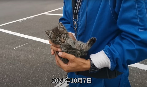 両手で抱えられる子猫