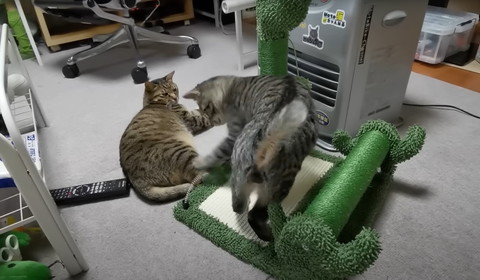 遊んでる猫をしれっと見る猫