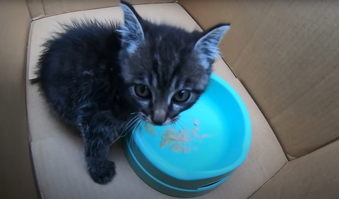 ごはん皿と子猫