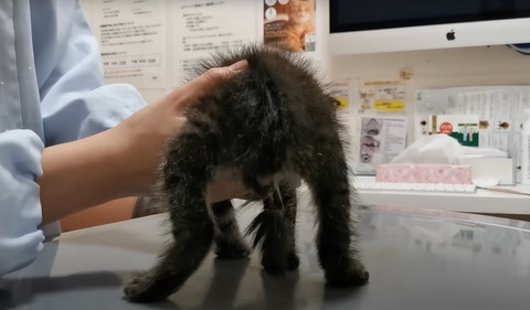 ちぎれかけてるしっぽ