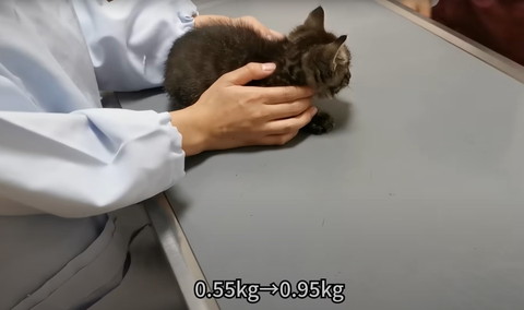 診察台にいる子猫横顔