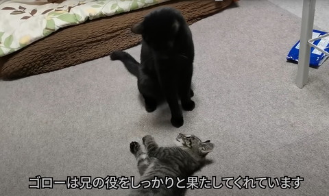 ゴローは兄の役をしっかりとテロップ