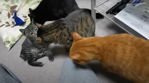 子猫に集まる成猫たち