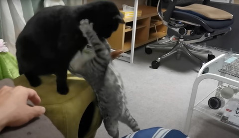 黒猫に飛び掛かる猫